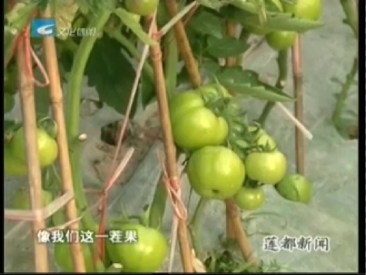 丽水市生态精品农产品－西红柿