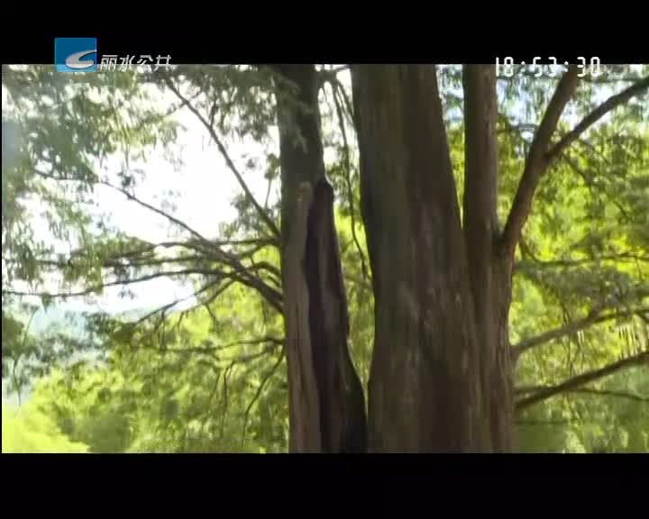 松阳一株红豆杉上榜“中国最美古树”