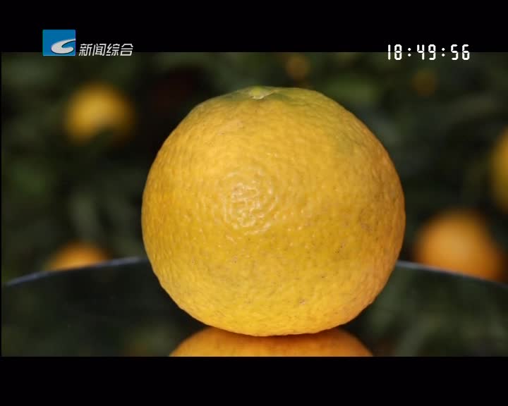 【寻味】冬日里的“柚” 惑——庆元甜桔柚