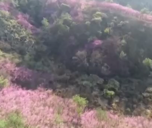 千亩野生紫荆花竞相开放  漫山花色美不胜收