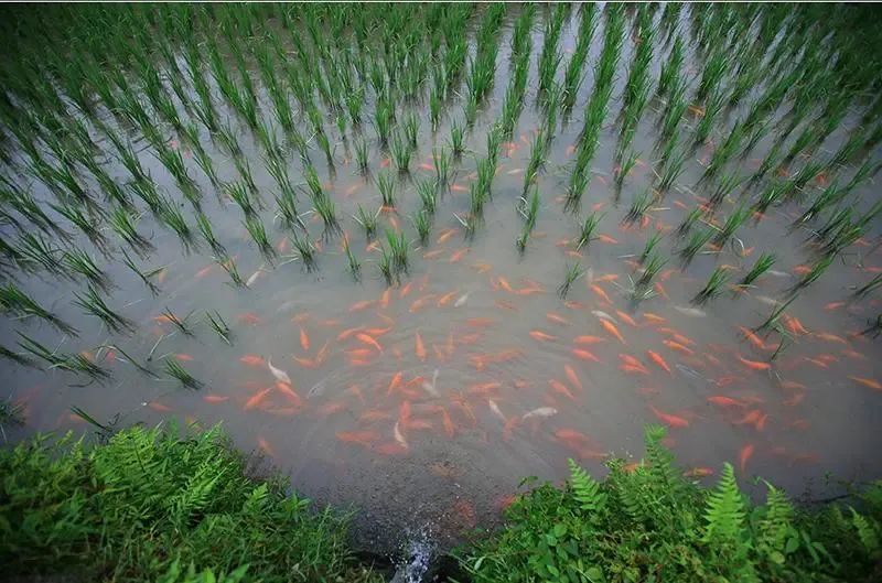 青田稻鱼共生系统，生态修复的农遗方案
