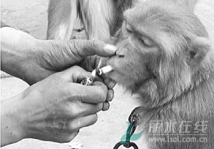 猴子不满被逼抽烟发怒 耍猴人求饶不要打人 - 