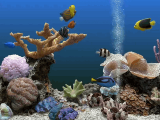 高清海底世界动态壁纸图片